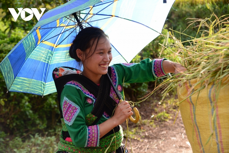 Niềm vui khi lúa được mùa, báo tín hiệu vui cho một năm no ấm.