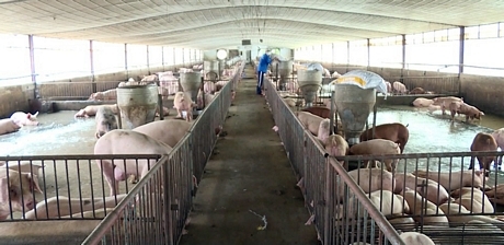 Người chăn nuôi cần thực hiện nghiêm các biện pháp chăn nuôi an toàn khi muốn tái đàn.