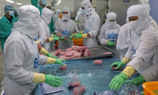 Đóng gói cá ngừ fillet đông lạnh xuất khẩu tại Khu công nghiệp Suối Dầu (Cam Lâm, Khánh Hòa). Ảnh: Nguyễn Dũng/TTXVN