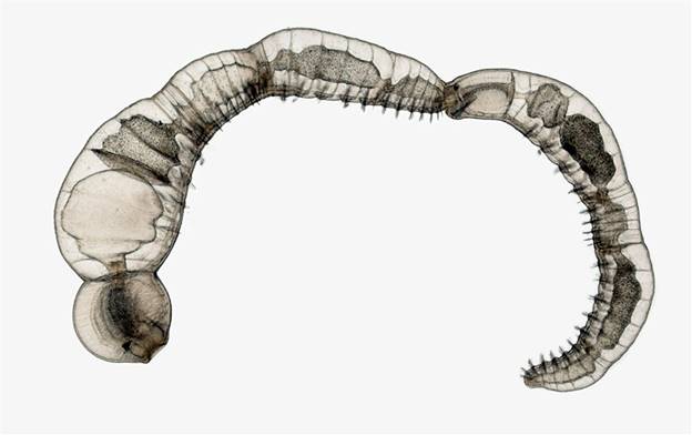  Chuỗi các cá thể từ loài giun phân đoạn sinh sản vô tính Chaetogaster diaphanus. Ảnh của tiến sĩ Eduardo Zattara và tiến sĩ Alexa Bely thuộc Hội đồng Nghiên cứu khoa học và kỹ thuật quốc gia (Argentina)