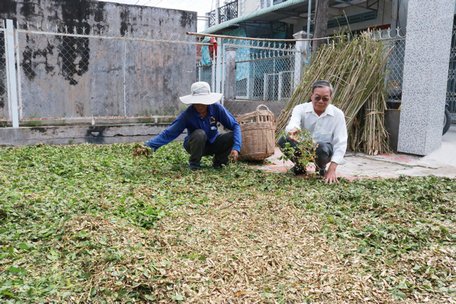 Ông Lợi (phải) luôn miệt mài với những việc làm “không công” của mình.