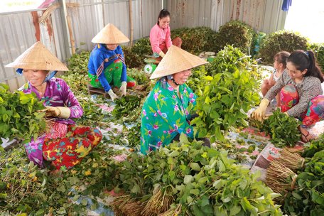 Các tổ hợp tác lao động, sản xuất, phát triển kinh tế gia đình cải thiện đời sống đáng kể cho phụ nữ.