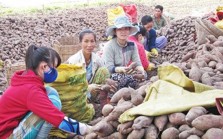 Huyện Bình Tân sẽ tăng nguồn lực chất lượng cao cho nông nghiệp, nông thôn.