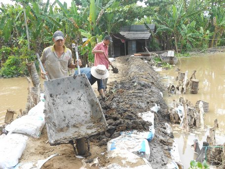 Củng cố chắc chắn bờ bao, cống đập để ngăn triều cường bảo vệ sản xuất.