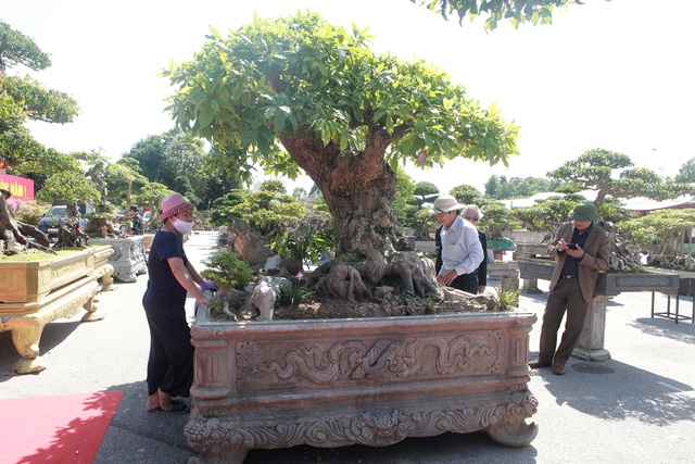 Lão nông  chia sẻ thật, giá cây phải tiền tỷ và không dưới 2 tỷ đồng mới chuyển nhượng bởi thời gian tạo tác cây gần một nửa đời người