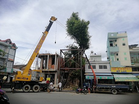 Xe cẩu tiến hành dịch chuyển cây da trở về vị trí ban đầu.