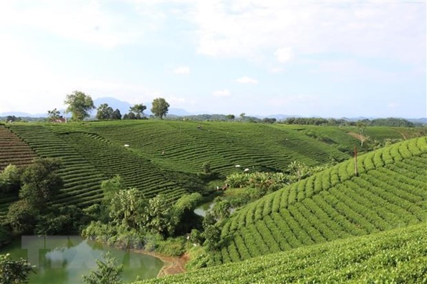 Vùng sản xuất chè an toàn tại xóm Cầu Đá, xã Hoàng Nông, huyện Đại Từ. (Ảnh: Hoàng Nguyên/TTXVN)