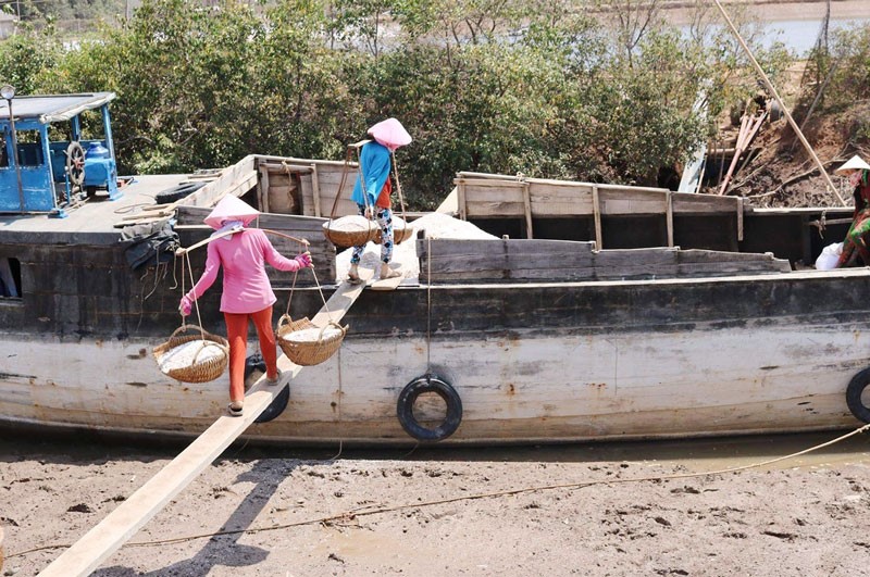 Thu hoạch muối Bảo Thuận