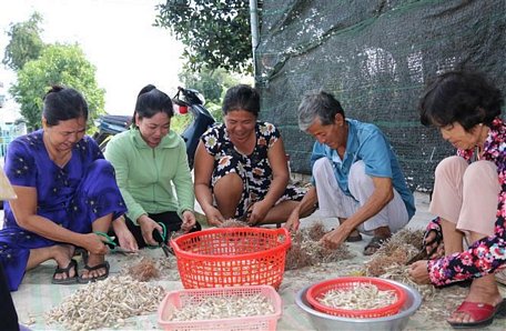 Vợ chồng ông Lê Văn Đậm ngụ ấp K9, xã Phú Đức, huyện Tam Nông, thoát nghèo nhờ vay vốn trồng kiệu. (Ảnh: Chương Đài/TTXVN)