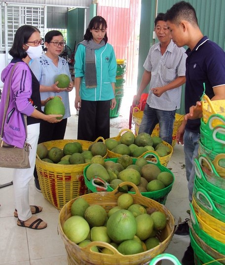 Thương hiệu Bưởi Năm Roi Mỹ Hòa đã được người tiêu dùng trong nước và ngoài nước biết đến.