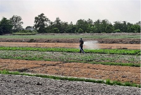 Anh Khanh đang chăm sóc rau màu trên đất nhà.