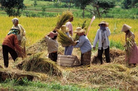 Nông dân Indonesia đang thu hoạch lúa. (Nguồn: www.gettyimages.in)