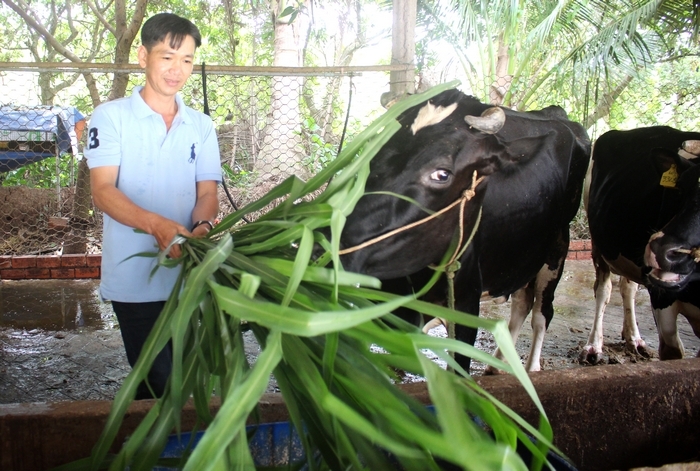 Nhiều mô hình chăn nuôi có hiệu quả được đầu tư góp phần nâng cao thu nhập nông hộ. Trong ảnh: Anh Hữu với mô hình nuôi bò sữa.