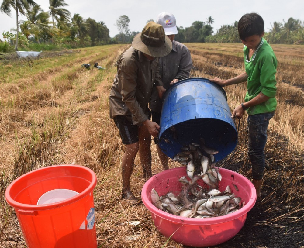 Ông Đơn từng được ví như “vương quốc cá đồng”.