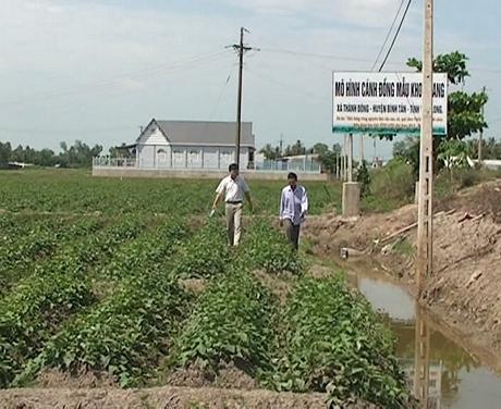 Cánh đồng mẫu khoai lang Thành Đông (nay thuộc Thành Lợi) là một trong những mô hình mang lại lợi nhuận cao cho nông dân.
