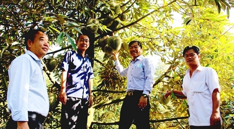 Hiện cây sầu riêng đang có giá cao, hứa hẹn giúp người dân nâng cao thu nhập. Trong ảnh: Vườn sầu riêng cho trái xum xuê của anh Hiếu (bìa phải).