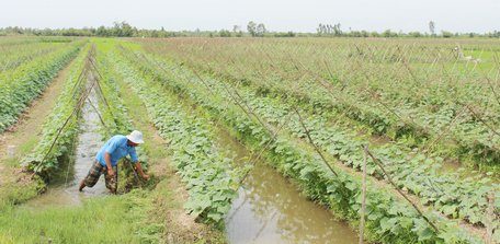  Sản xuất thực phẩm an toàn được nhiều đại biểu đặt ra tại hội thảo.