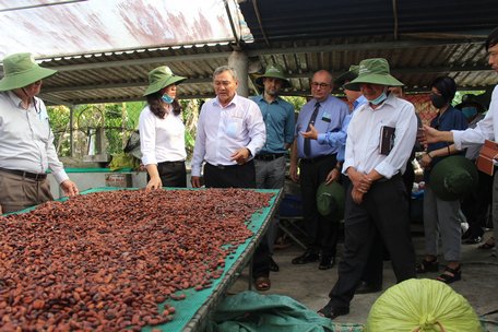 Ngoài lúa, Dự án Nghiên cứu khoa học các biện pháp canh tác cải thiện chất lượng đất còn thực hiện trên nhiều cây trồng khác. Trong ảnh, đại biểu tham quan mô hình vườn ca cao.