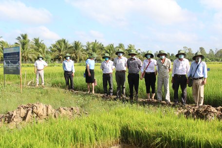 Dự án nhằm hướng tới sản xuất lúa bền vững.