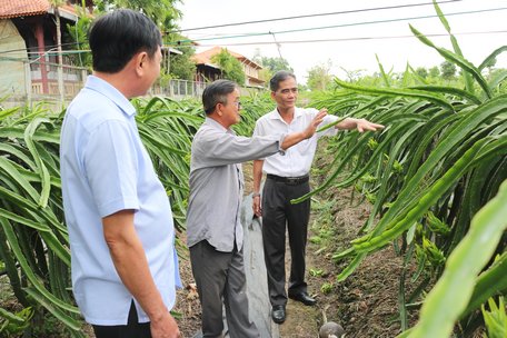 Phó Chủ tịch Thường trực UBND tỉnh- Lê Quang Trung khảo sát thực tế mô hình sản xuất thanh long vàng tổ yến Vạn Phước (xã Hòa Lộc).