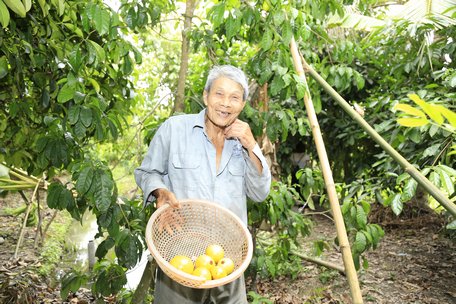 Ông Rỡ khoe những trái vú sữa có màu vàng rực rỡ mỗi khi có khách đến (ảnh từ liệu).