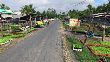 Xóm bầu cải bắt đầu vào vụ bầu hoa phục vụ Tết Nguyên đán 2021