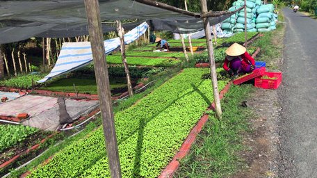 Người chăm sóc cần phải hiểu giai đoàn sinh trưởng của cây để đưa ra biện pháp chăm sóc tốt nhất.