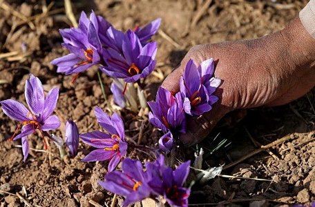 “Nữ hoàng saffron” được trồng tại vùng đất Mashhad, Iran.