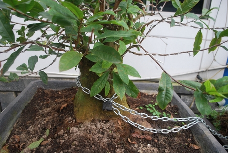 Một chậu lộc vừng bị khóa bằng dây xích để chống “kiểng tặc” .