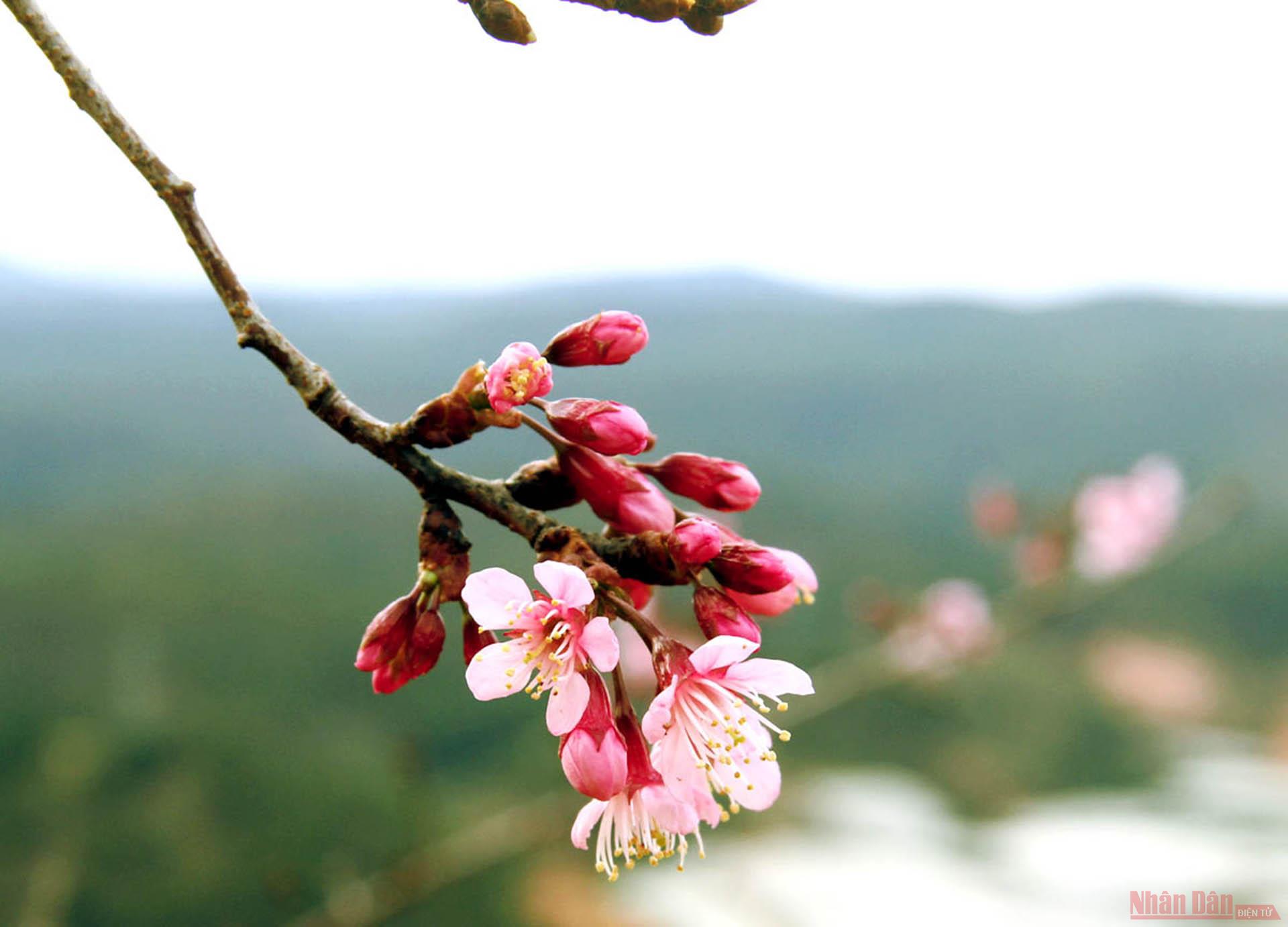 Mai anh đào có hoa đơn năm cánh giống hoa mai.