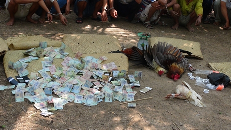 Tang vật vi phạm đá gà ăn tiền.