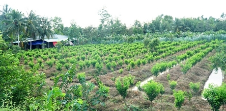 Xã Thuận Thới đã chuyển đổi cơ cấu cây trồng hiệu quả, giúp người dân nâng cao thu nhập.