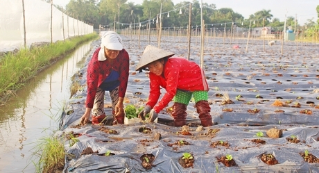 Năm 2021, tỉnh Vĩnh Long sẽ đẩy mạnh cơ cấu lại ngành nông nghiệp gắn với xây dựng NTM.