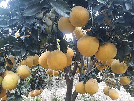  Lão nông Bùi Xuân Hiến, tiểu khu 17, thị trấn Hát Lót, huyện Mai Sơn sở hữu vườn bưởi diễn bán tết đẹp như tranh vẽ.
