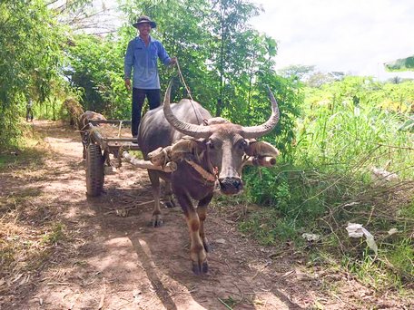 Con trâu còn tham gia vào việc vận chuyển cá trên đồng.