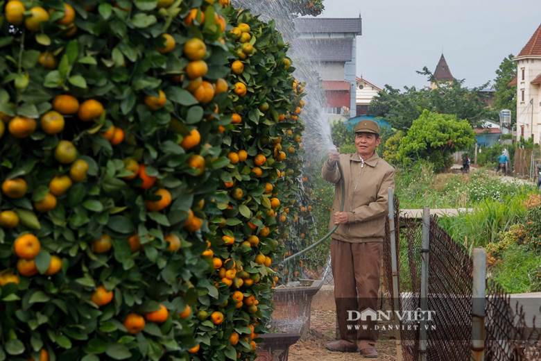 Năm nay, bên cạnh những dáng quất cảnh truyền thống như quất lùm, quất thế, người dân trong xã còn mở rộng diện tích trồng quất trong lọ lục bình, quất bon sai trồng trong chậu sứ hình con trâu...