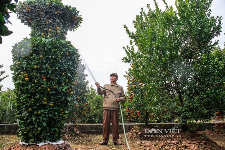  Cũng theo ông Thành, một cặp quýt lục bình đẹp, không chỉ cân đối về hình dáng, mà quả quýt phải mọng, vàng, lá tươi xanh kèm nhiều lộc non, thể hiện sự sinh sôi, phát triển.