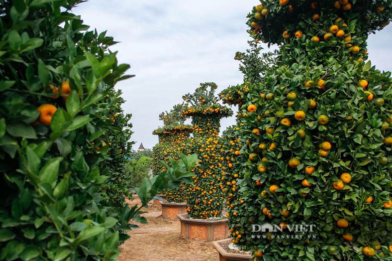 Theo ông Thành, mỗi cây quýt dáng lộc bình này được cắt tỉa tạo thế công phu. Cây đủ điều kiện tạo thế phải là cây già từ 5 đến 7 năm, có tán rộng, và thời gian tạo thế phải mất từ 4 đến 5 ngày mới làm xong.