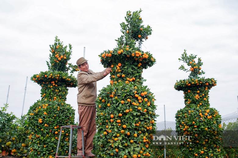 Cây quýt ở đây được nghệ nhân tạo thành hình dáng giống chiếc bình cao, cân đối, trông rất bắt mắt.. Các tán cây được uốn rất công phu, đòi hỏi người thợ có tay nghề cao.