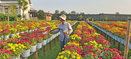    Làng hoa Sa Đéc có hơn 2.000 loài hoa kiểng khác nhau.