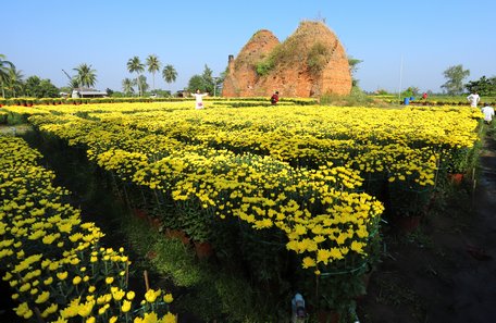 Làng hoa, kiểng Cái Mơn đang vào vụ hoa, kiểng tết.