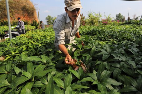 Một phần diện tích trồng hoa của anh Trần Văn Phàm năm trước, năm nay chuyển sang trồng giống.