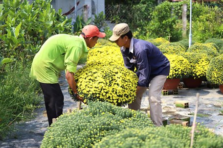  Chăm sóc hoa chuẩn bị thị trường tết.