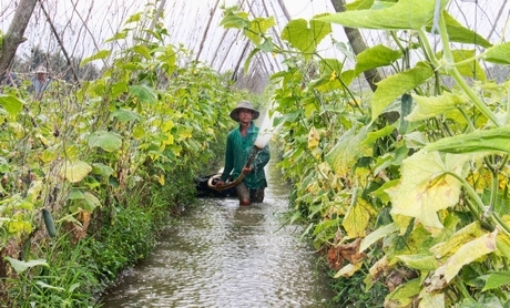 Anh Nhân nói: Dưa leo không ưa lạnh nên dịp tết này năng suất bị ảnh hưởng.