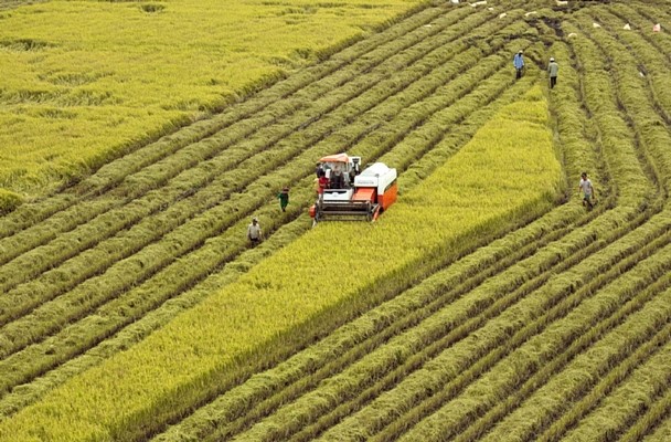 Thu hoạch lúa trên cánh đồng mẫu lớn tại xã Vị Thanh, huyện Vị Thủy, tỉnh Hậu Giang. Ảnh: Ngọc Thiện - Lê Nghĩa/Báo Tin Tức