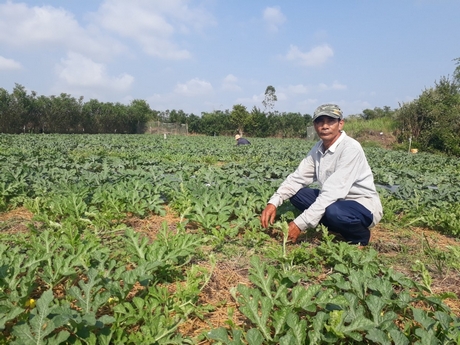 Thời tiết thuận lợi nên nông dân kỳ vọng màu tết thắng lợi.