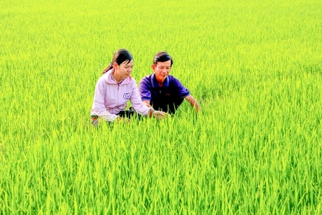 Các địa phương ở Vũng Liêm đang đẩy mạnh cơ cấu lại sản xuất nông nghiệp để nâng cao thu nhập.