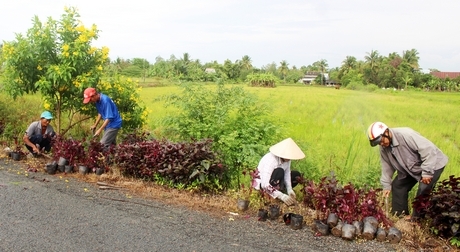 Huyện Mang Thít chỉ đạo giữ vững các phong trào hiệu quả để giữ vững và nâng chất các tiêu chí. Trong ảnh: Hội Nông dân xã Long Mỹ trồng hoa dọc theo tuyến Đường huyện 30.