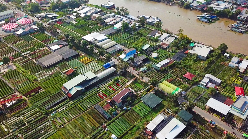 Làng hoa Sa Đéc hiện có hơn 600 ha sản xuất hoa kiểng và trên 2.300 hộ dân sống bằng ngành nghề này.