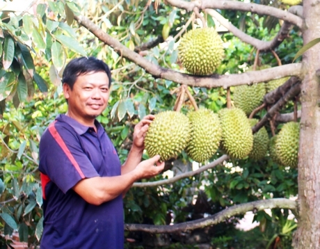 Tỉnh Vĩnh Long đang tiếp tục triển khai thực hiện đề án cơ cấu lại ngành nông nghiệp để giúp người dân nông thôn nâng cao thu nhập.